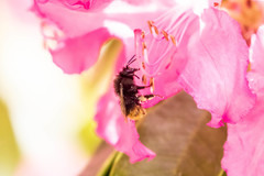 Bombus ignitus