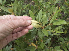 Chrysolepis chrysophylla minor