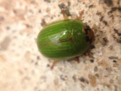 Peltoschema subapicale