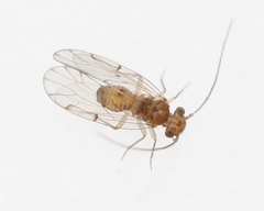 Ectopsocus briggsi