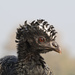 Bare-faced Curassow - Photo (c) Greg Lasley, some rights reserved (CC BY-NC), uploaded by Greg Lasley