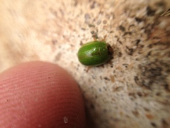 Peltoschema subapicale