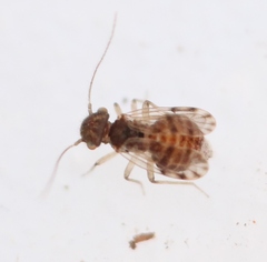 Ectopsocus petersi