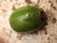 Peltoschema subapicale