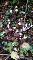 Cyclamen