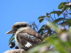 Dacelo novaeguineae novaeguineae