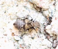 Pteroxanium kelloggi