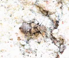 Pteroxanium kelloggi