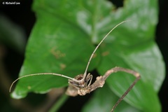 Acalolepta rusticatrix