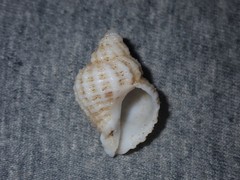 Coralliophila squamosissima