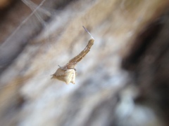 Uloborus barbipes