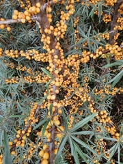 Hippophae rhamnoides