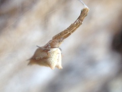 Uloborus barbipes