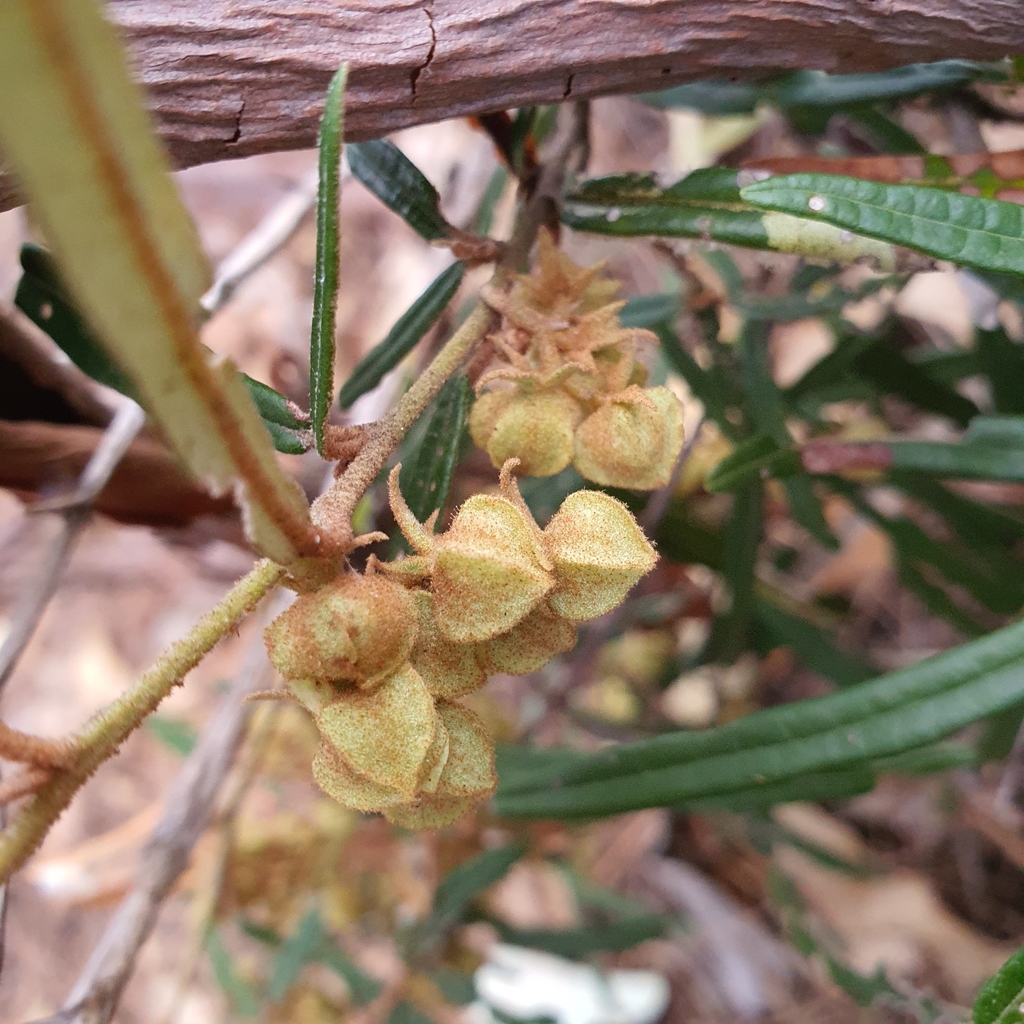 Lasiopetalum parviflorum
