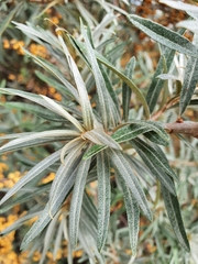 Hippophae rhamnoides