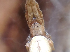 Uloborus barbipes