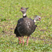 Southern Screamer - Photo (c) Greg Lasley, some rights reserved (CC BY-NC), uploaded by Greg Lasley