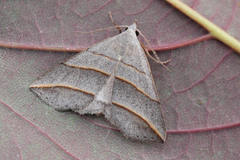 Colobochyla salicalis