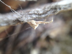 Uloborus barbipes