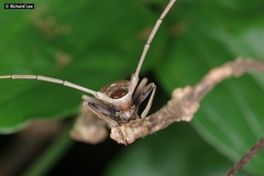 Acalolepta rusticatrix