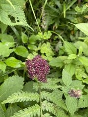 Angelica decursiva