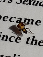 Membracoidea