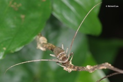 Acalolepta rusticatrix