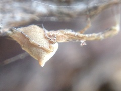 Uloborus barbipes