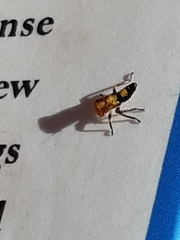 Membracoidea