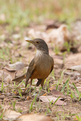 Rufous-Bellied Thrush photo 4