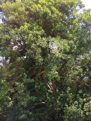 Elaeocarpus pedunculatus