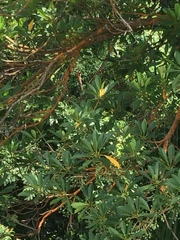 Elaeocarpus pedunculatus