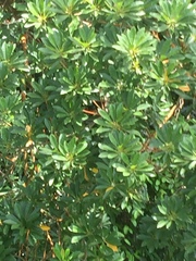 Elaeocarpus pedunculatus