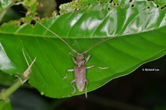 Acalolepta rusticatrix
