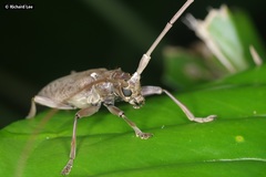 Acalolepta rusticatrix