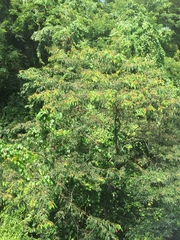 Triadica cochinchinensis