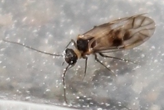 Peripsocus milleri