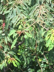 Triadica cochinchinensis