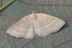 Trisateles emortualis