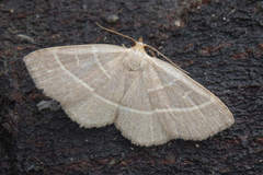 Trisateles emortualis