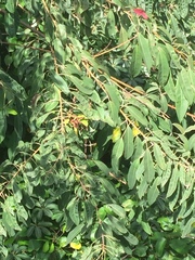 Triadica cochinchinensis