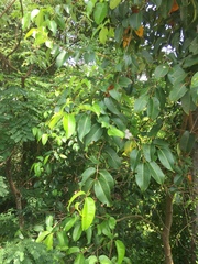 Syzygium grande