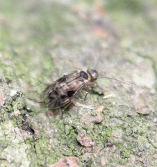 Peripsocus milleri