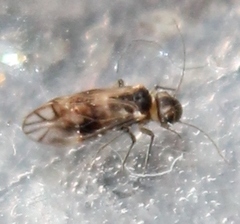 Peripsocus milleri