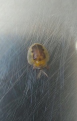 Eurypepla brevilineata