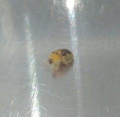 Eurypepla brevilineata