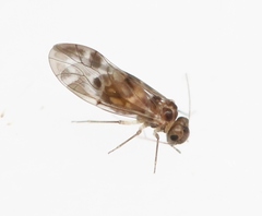 Peripsocus subfasciatus