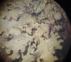 Punctelia caseana