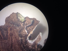 Punctelia caseana