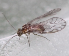 Philotarsus parviceps